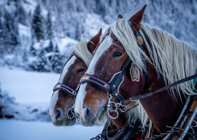 Pferde im Winter beim Pferdeschlitten fahren © Tourismusverband Großarltal